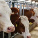 Hayvan-Alım-Kredisi-Nedir-Nasıl-Alınır