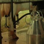 Süt Hayvancılığı İşletme Kredisi Nedir, Nasıl Alınır?